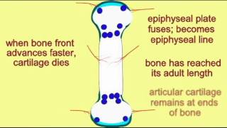 BONE TISSUE ENDOCHONDRAL OSSIFICATION 4 [upl. by Goer]