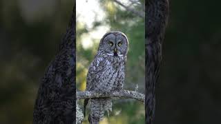 How you ever stared into the owl s eye owl wildlife [upl. by Wachter]