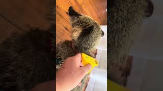 Coatimundi need to be brushed too animals coatimundi exoticpets pets [upl. by Kitrak712]