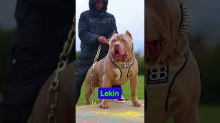 Pitbull Vs Akita Who is the Real Champion😯 shorts trending pitbull [upl. by Leventis]