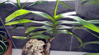 Angraecum viguieri problems and changing potting method [upl. by Neemsaj]