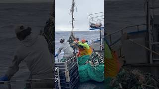 Commercial Fishing Responsibly In Hawaii [upl. by Edlin]