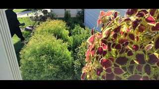 Transplanting Emerald Green Arborvitae from Containers to Garden Bed🌲 🌲 [upl. by Nnylyak335]