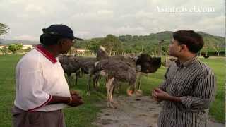 Ostrich Farm Malaysia by Asiatravelcom [upl. by Tamanaha]