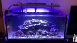 Reefer 350 flow and corals [upl. by Akema77]