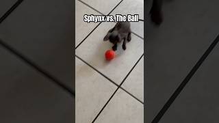 Blue’s Playtime Fun Sphynx Kitten vs The Ball BluTheSphynx playfulpets catlovers shorts [upl. by Shelly272]