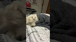 Westie dog dreaming and snoring [upl. by Oad933]