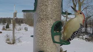 Red bellied woodpeckers [upl. by Varian]