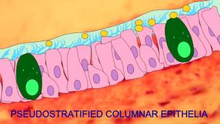 PSEUDOSTRATIFIED COLUMNAR EPITHELIA [upl. by Shaffert445]