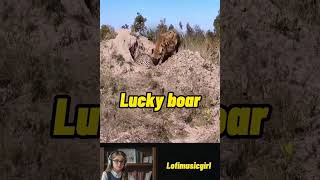 Lucky boar funny animals music memes duet wildlife pets animation wildanimals lofi [upl. by Oribelle]