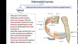 Intercostal Nerves and Vessels  Dr Ahmed farid [upl. by Wightman]