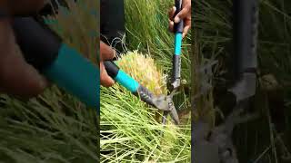 Pennisetum Grass Cutting youtubeshorts viralvideo shorts youtube subscribe foryou shortvideo [upl. by Melli]