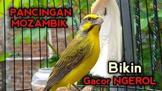 PANCINGAN MOZAMBIK BAHAN AGAR BUNYI NGEROL GACOR [upl. by Eudo]