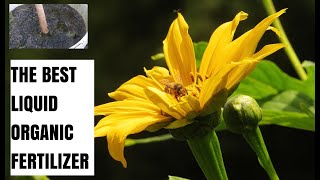 Never Buy Fertilizer Again Just Make It Athome Using Tithonia diversifolia [upl. by Tremml]