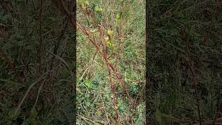 Corchorus olitorius plant medicinal benefits youtubeshorts [upl. by Elleivad857]