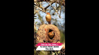 This Bird Built A mud nest So You Can See HOW Bird Engineering Works [upl. by Wareing252]