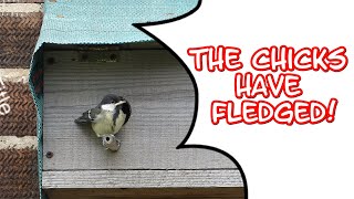 Great Tit Nesting Update Week Beginning May 27th [upl. by Pandolfi]