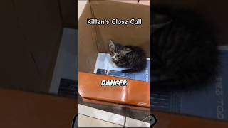 Kitten’s Close Call Rescued from a Weasel Attack  Pet Animals [upl. by Ynavoeg]