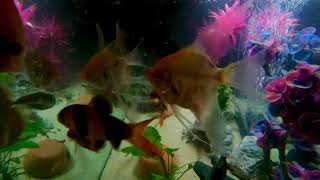 Relaxing dinner time in the 75 gallon tank soothing music and beautiful colorful 4k video [upl. by Ynnohj]