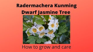 Dwarf Jasmine Tree Radermachera Kunming Peep Thong tree fragrant white flowers attract butterflies [upl. by Drue338]