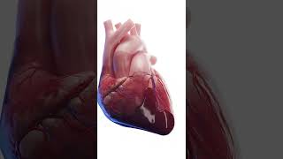 Cardiac Tamponade  when your heart really breaks anatomy meded 3dmodel [upl. by Auhsoj]