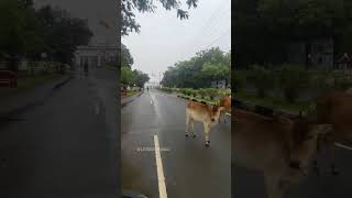 Karaikudi Yum Mazhaiyum ♥️ karaikkudi chettinad rain [upl. by Arlena]