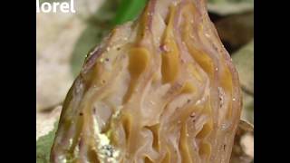 How to tell the difference between Morels and False Morels [upl. by Irab]