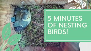 5 minutes of nesting birds caught on camera [upl. by Atnima]