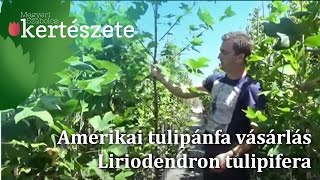 Amerikai tulipánfa vásárlás  Tulipánfa online rendelés Liriodendron tulipifera [upl. by Zebapda]