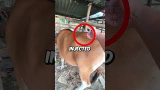 Animal Injection Trick💉🐮 [upl. by Koffman]