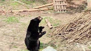 Content 110 bear rescue part 2 FULL [upl. by Louis]