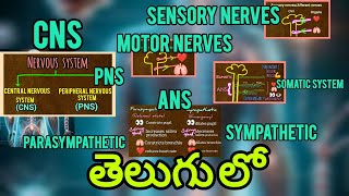 CNS PNSSOMATIC SYSTEM amp ANS  SYMPATHETIC amp PARASYMPATHETIC SYSTEM in telugu [upl. by Oiluj]