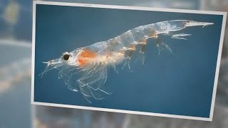 What Do Zooplankton Eat A Guide to Their Diets [upl. by Mccall]