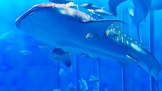 沖縄美ら海水族館 黒潮の海 Kuroshio Sea at Okinawa Churaumi Aquarium 4K [upl. by Michal]