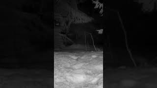 Our trailcam captured a ghost shorts night infrared mysterious nature spooky [upl. by Rape]