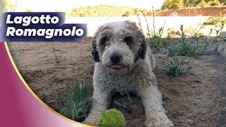 Lagotto Romagnolo🐶The Rarest Top Dog Breed [upl. by Tichon901]