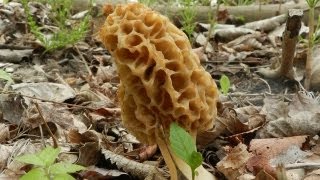 How To Grow Morel Mushrooms [upl. by Dibrin854]