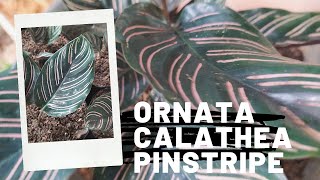 Calathea Ornata Care  How To Propagate Ornata Calathea Pinstripe  Calathea Ornata Propagation [upl. by Africah]