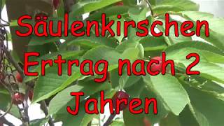 Säulenkirschen Ertrag nach 2 Jahren Kirschbaum im Kübel Kirschen anbauen  Kleiner Garten Balkon [upl. by Demaggio]