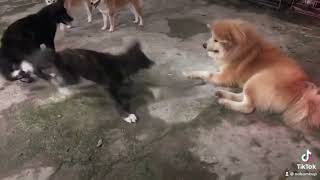 Akita Inu Fight Other Dogs 🤣🤣🤣 [upl. by Red]