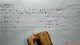 Which of the following structure gives rise to olfactory receptor cells when they are worn out [upl. by Racklin613]