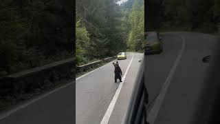 Funny bear cub standing in the middle of the street Likecomment and subscribe funny wildlife [upl. by Ambrogio]