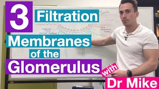 Filtration Membranes of Glomerulus  Renal System [upl. by Roe667]