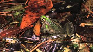 Leopard Frogs Calling [upl. by Chery]