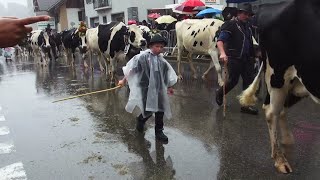 28 septembre 2024  DESALPE DE CHARMEY en Gruyère Suisse Descente des troupeaux en plaine [upl. by Pearson]