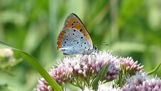 Grote vuurvlinder ssp batava  Lycaena dispar batava [upl. by Rosamond]