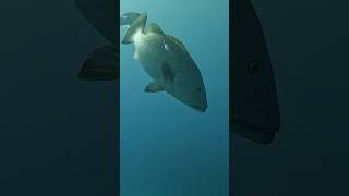 Big snapper in danger reef Bahamas fishing marineanimal [upl. by Gabrielli]