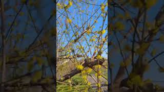 RHEINAUE PARK BONN  BIKING [upl. by Mundford]