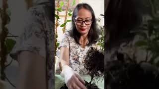 Repotting Money Tree  House Plant  Indoor Plants [upl. by Brosy]