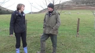 Haggis Neeps and Tatties Sheep farming [upl. by Mortensen]